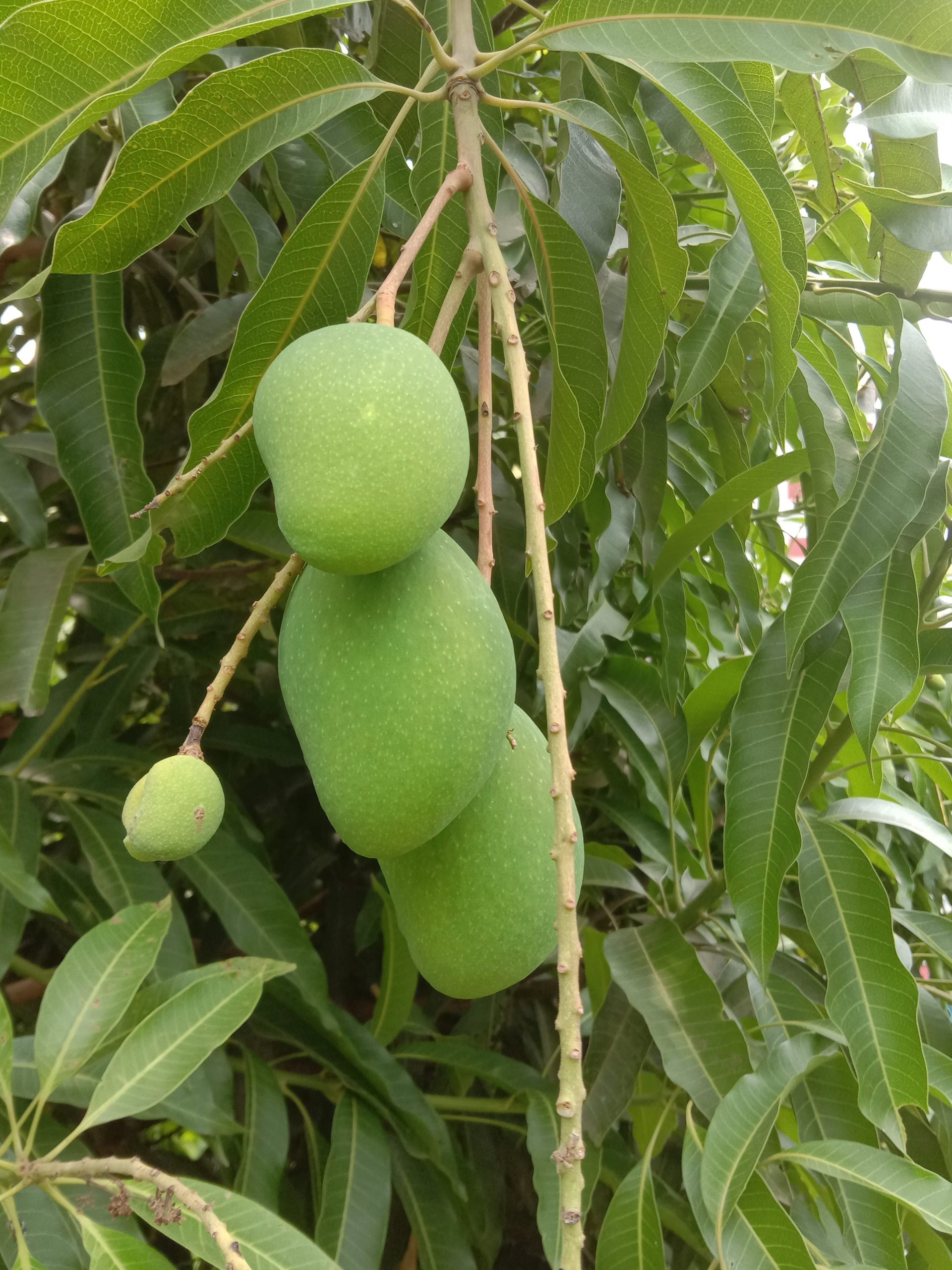 manggo tree scaled