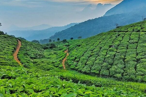tea garden